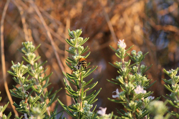 Rosemary Essential Oil