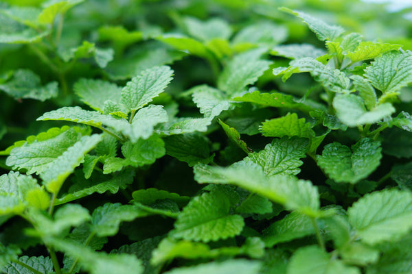 spearmint essential oil