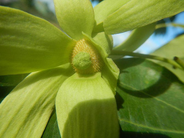 Ylang Ylang Essential Oil