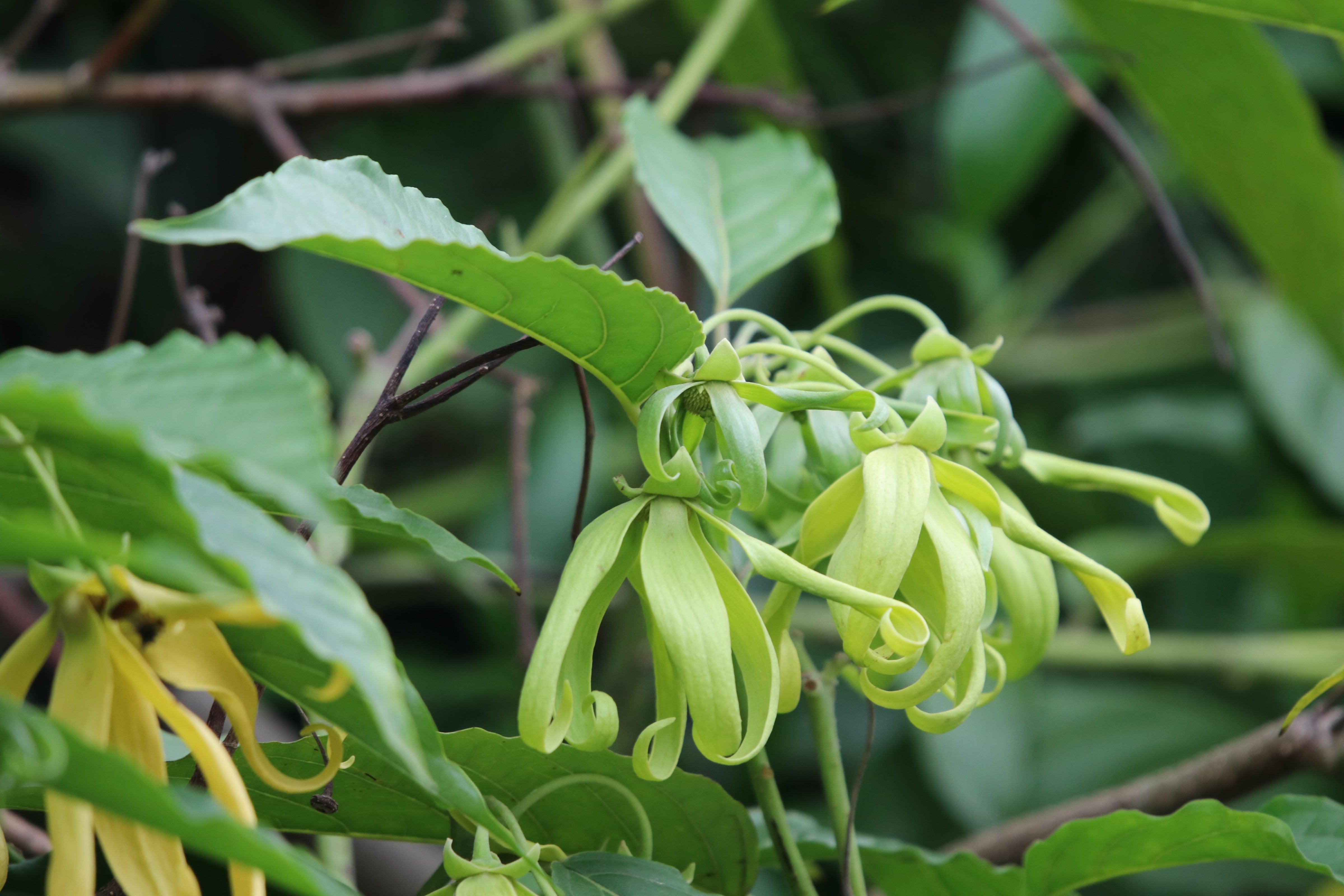 Ylang Ylang Essential Oil Fragrance Like the Flowers Has Many Diverse Uses