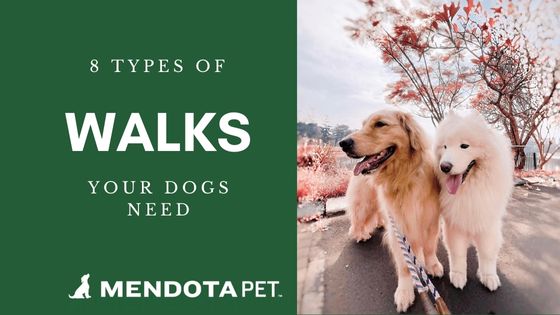 8 Types of Walks All Dogs Need