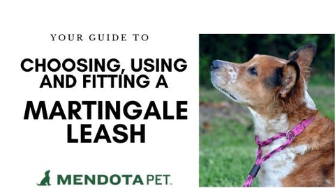 Guide to Martingales and Dog Walkers