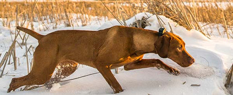 Hunting Dog In The Field