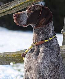 German Short Haired Pointer With a Mendota Pet Slip Leash Harvest Color