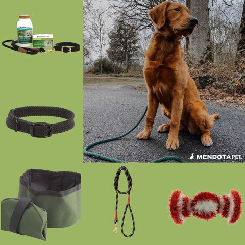 Gifts for adolescent dogs