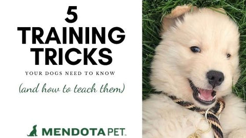 5 Training Tricks for Dogs and How to Teach Them