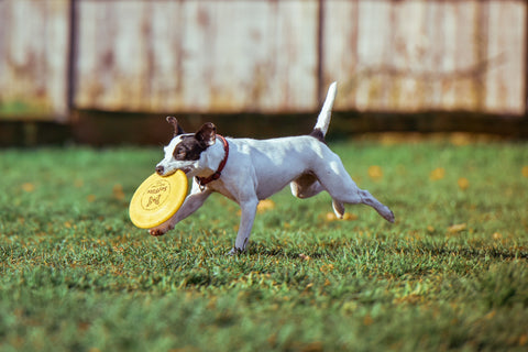 frisbee