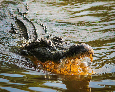 alligator