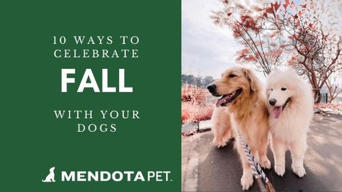 10 Ways to Celebrate Fall with Dogs | Mendota Pet