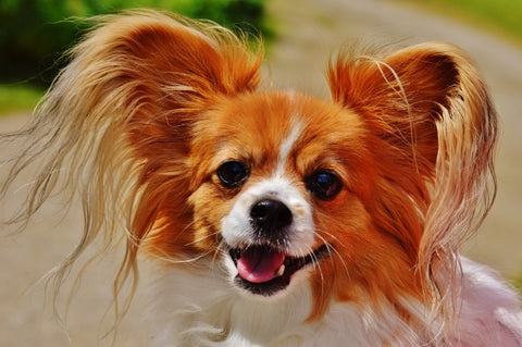 small breed long hair dogs