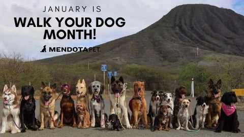 January is Walk Your Dog Month - Mendota Pet