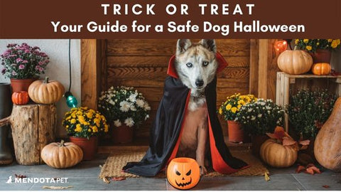 Halloween dog safety