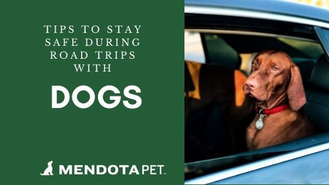road-trip safety with dogs