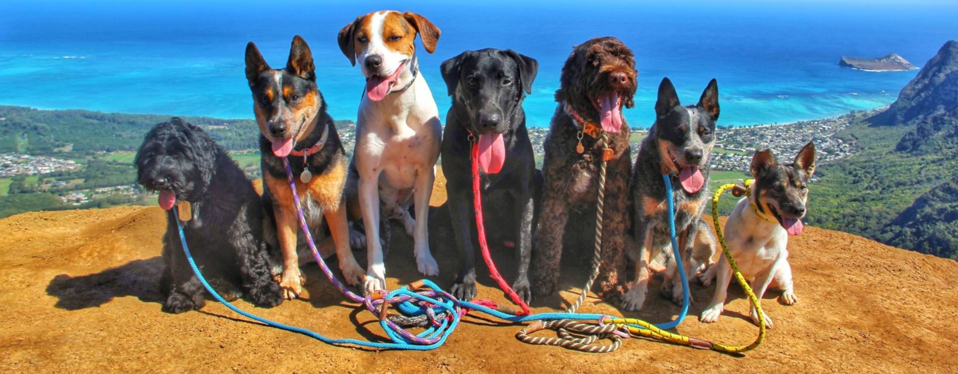 mendota dog leashes