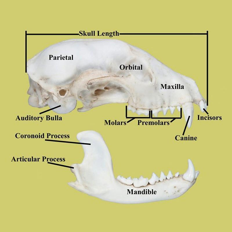 How to Identify a Skull — Skulls Unlimited International, Inc.