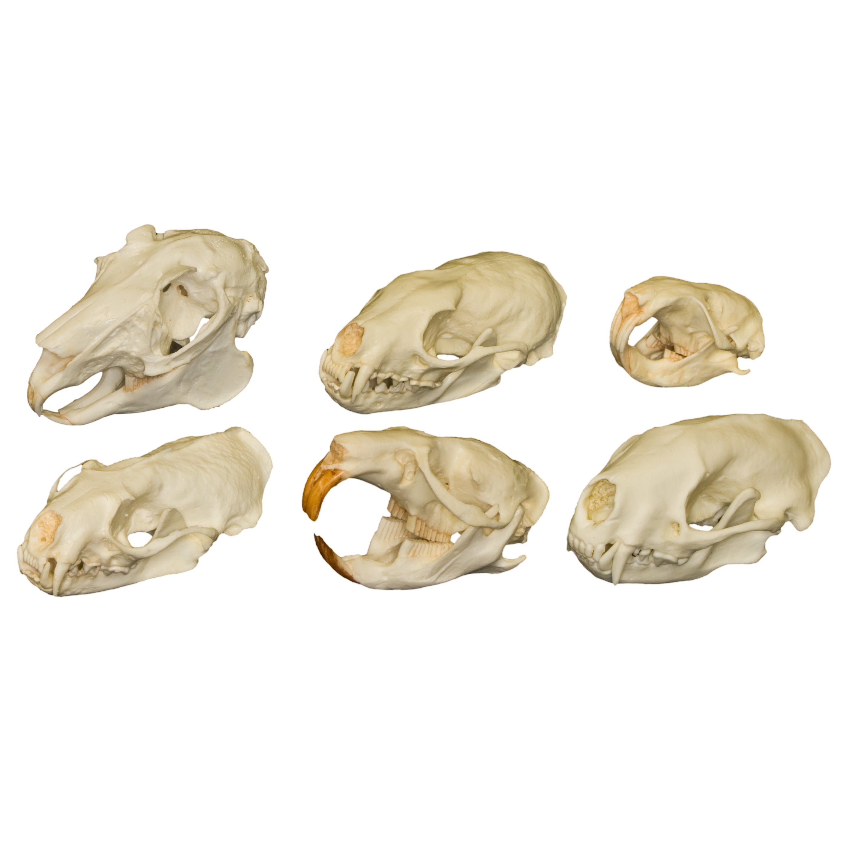 Comparative Skull Set - North American Mammals — Skulls Unlimited ...