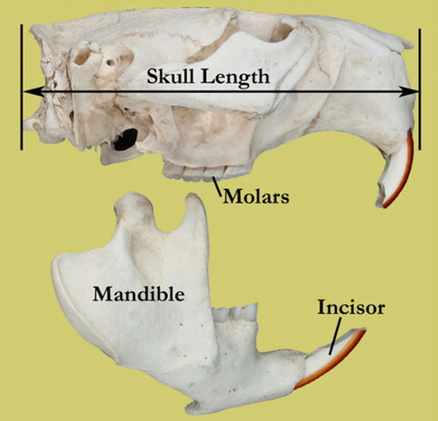 How to Identify a Skull – Skulls Unlimited International, Inc.