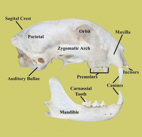 carnivore skull identification