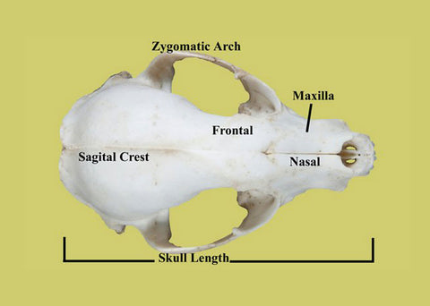 carnivore skull identification