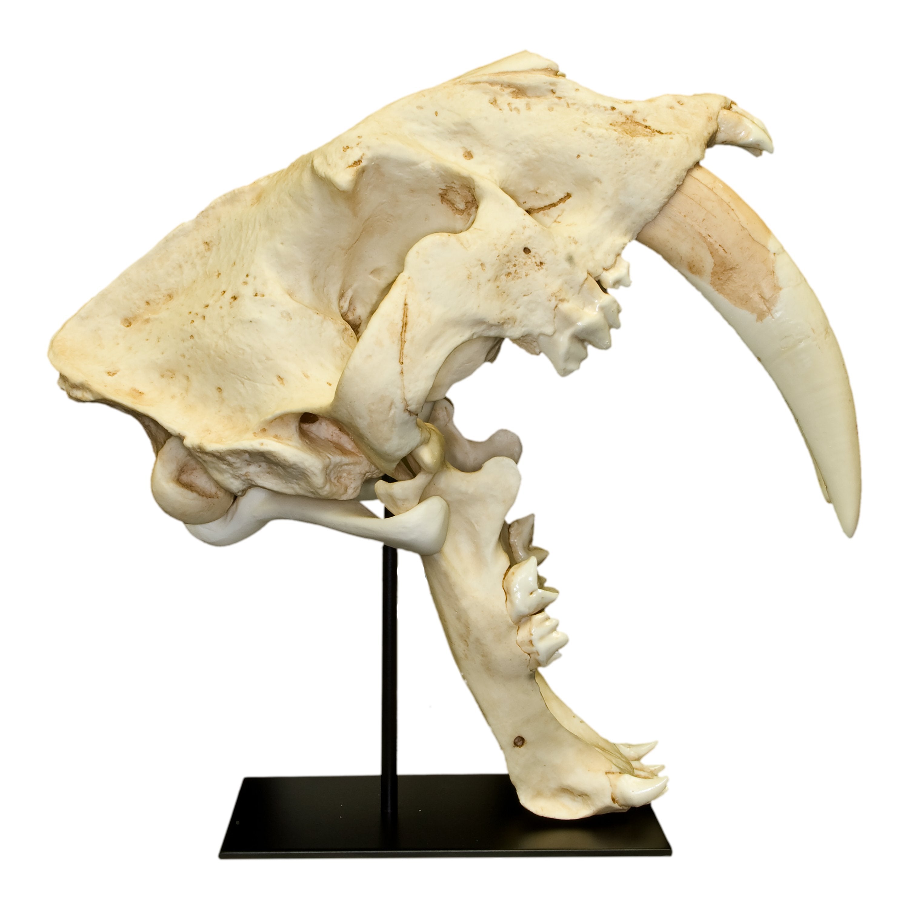 Replica Sabertooth Cat South American (Smilodon populator) For Sale ...