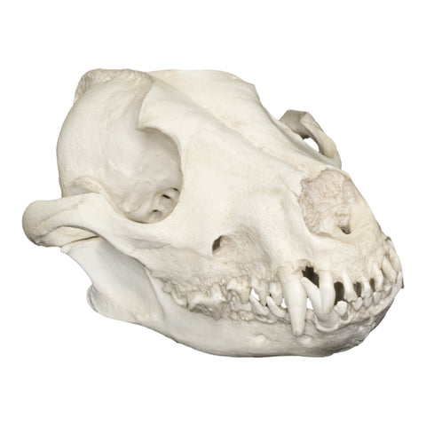 Replica Large Dog Skeleton