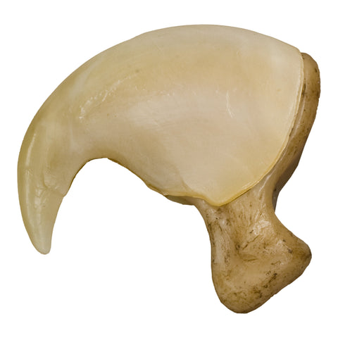 Real Yellow Mud Turtle Shell - Single — Skulls Unlimited International, Inc.