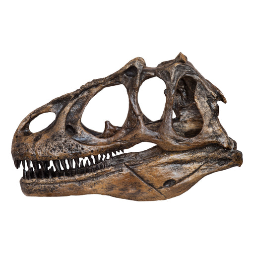Replica Velociraptor Skull For Sale — Skulls Unlimited