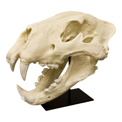 Replica American Lion Skull For Sale – Skulls Unlimited International, Inc.