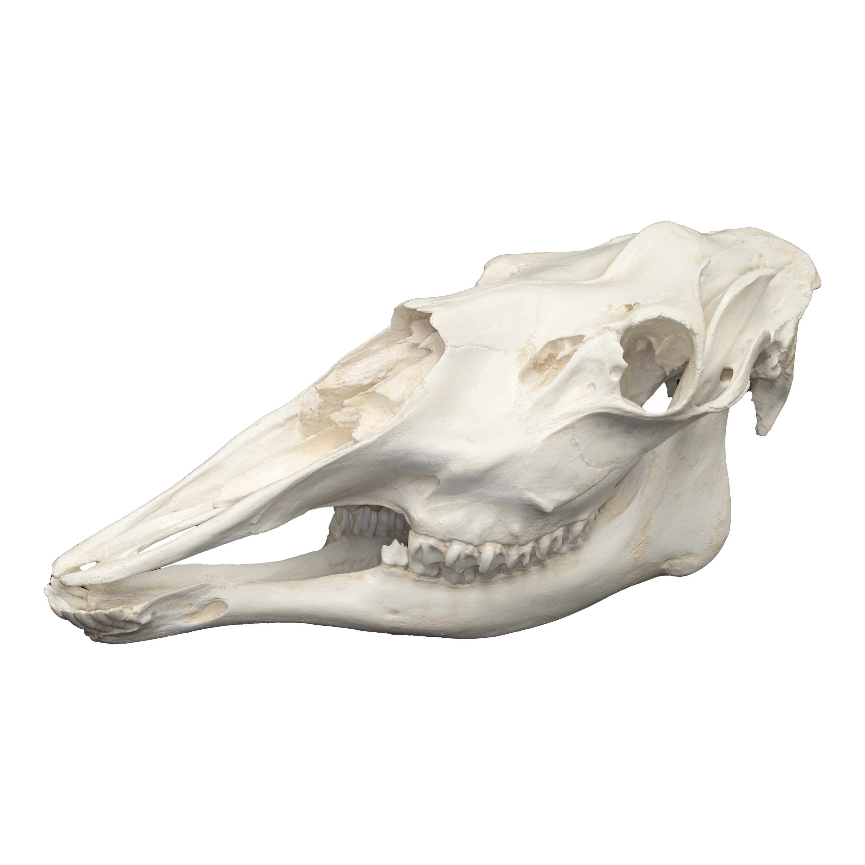 Replica Female American Moose Skull For Sale – Skulls Unlimited