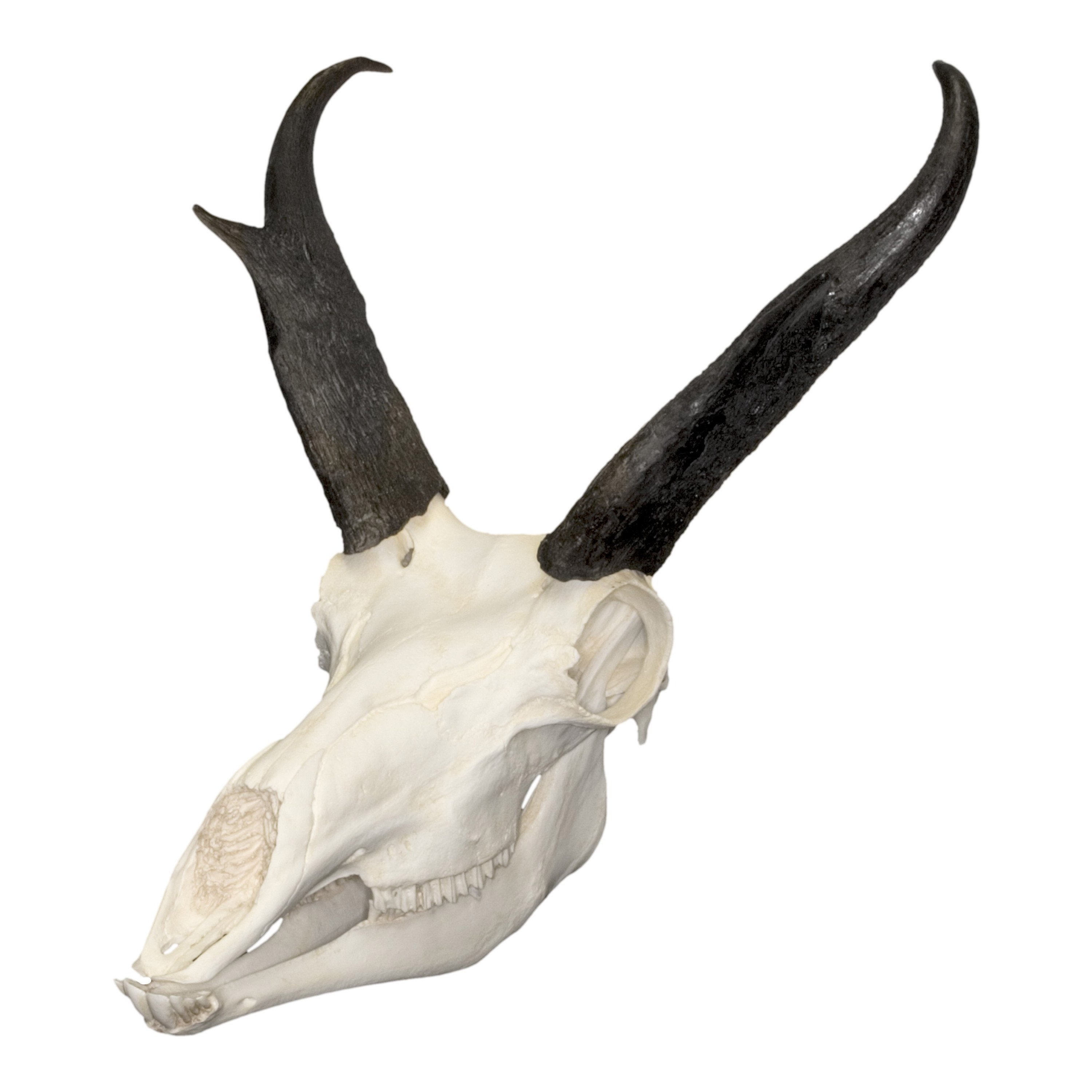 White Rhinoceros Horn Pair (Replica) - Bone Clones, Inc. - Osteological  Reproductions