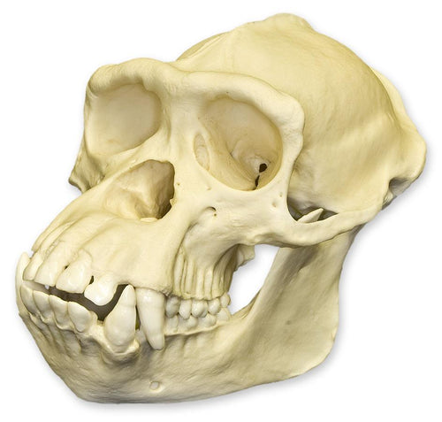 chimpanzee teeth skull