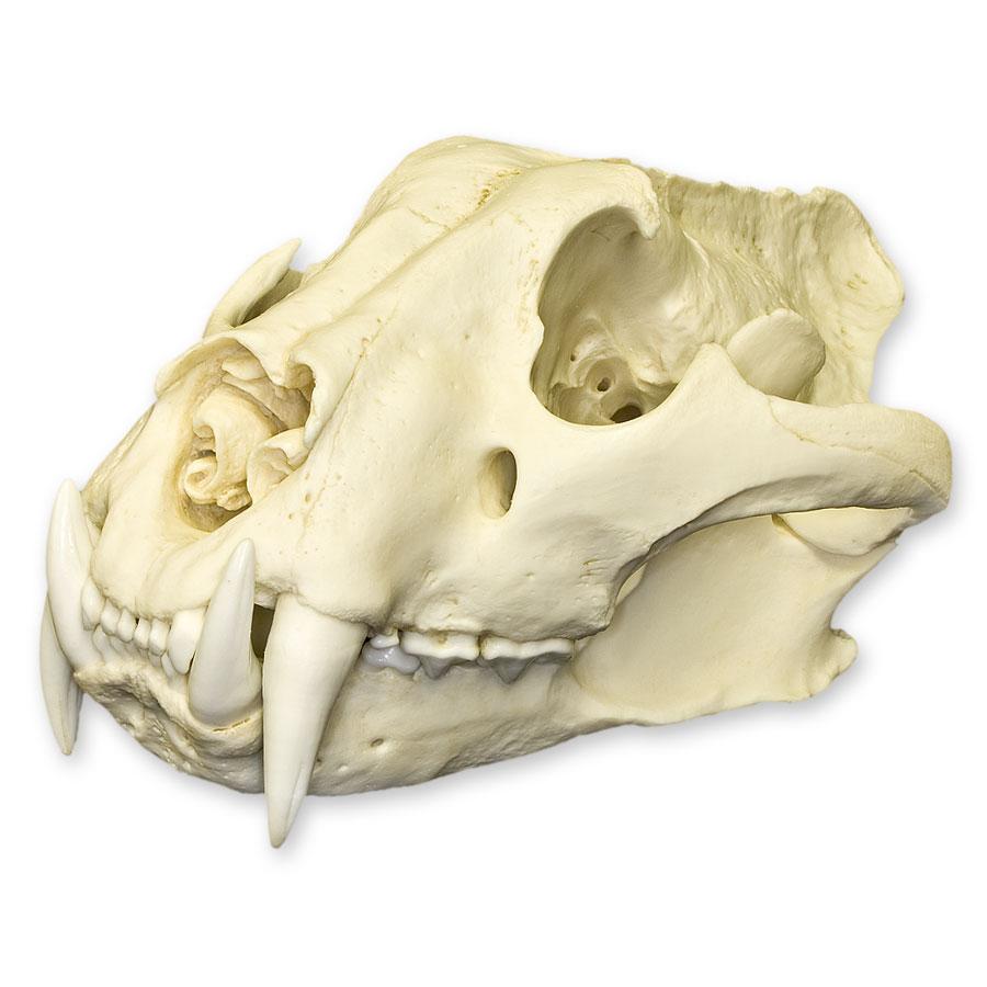 Replica Tiger Skull - Siberian, Male — Skulls Unlimited International, Inc.