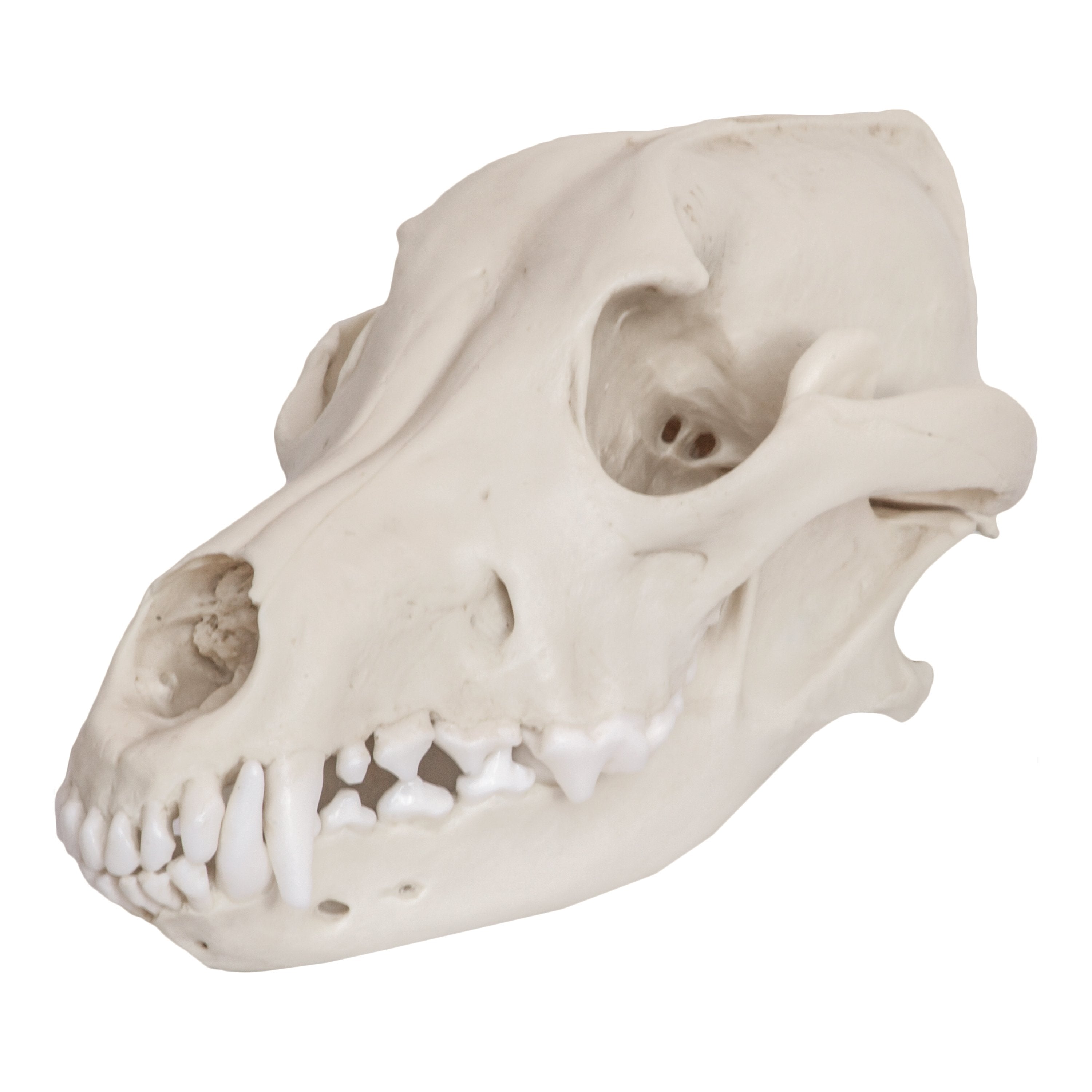 wolf skull measurements