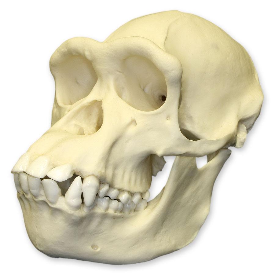 adult chimpanzee vs human skulls