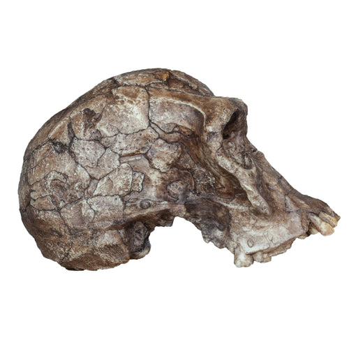 Replica Homo habilis Skull (KNM-ER 1813) For Sale – Skulls Unlimited International, Inc.