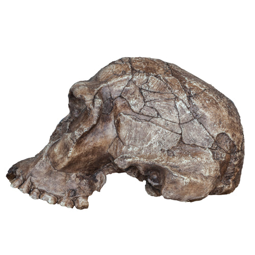Replica Homo habilis Skull (KNM-ER 1813) For Sale – Skulls Unlimited International, Inc.