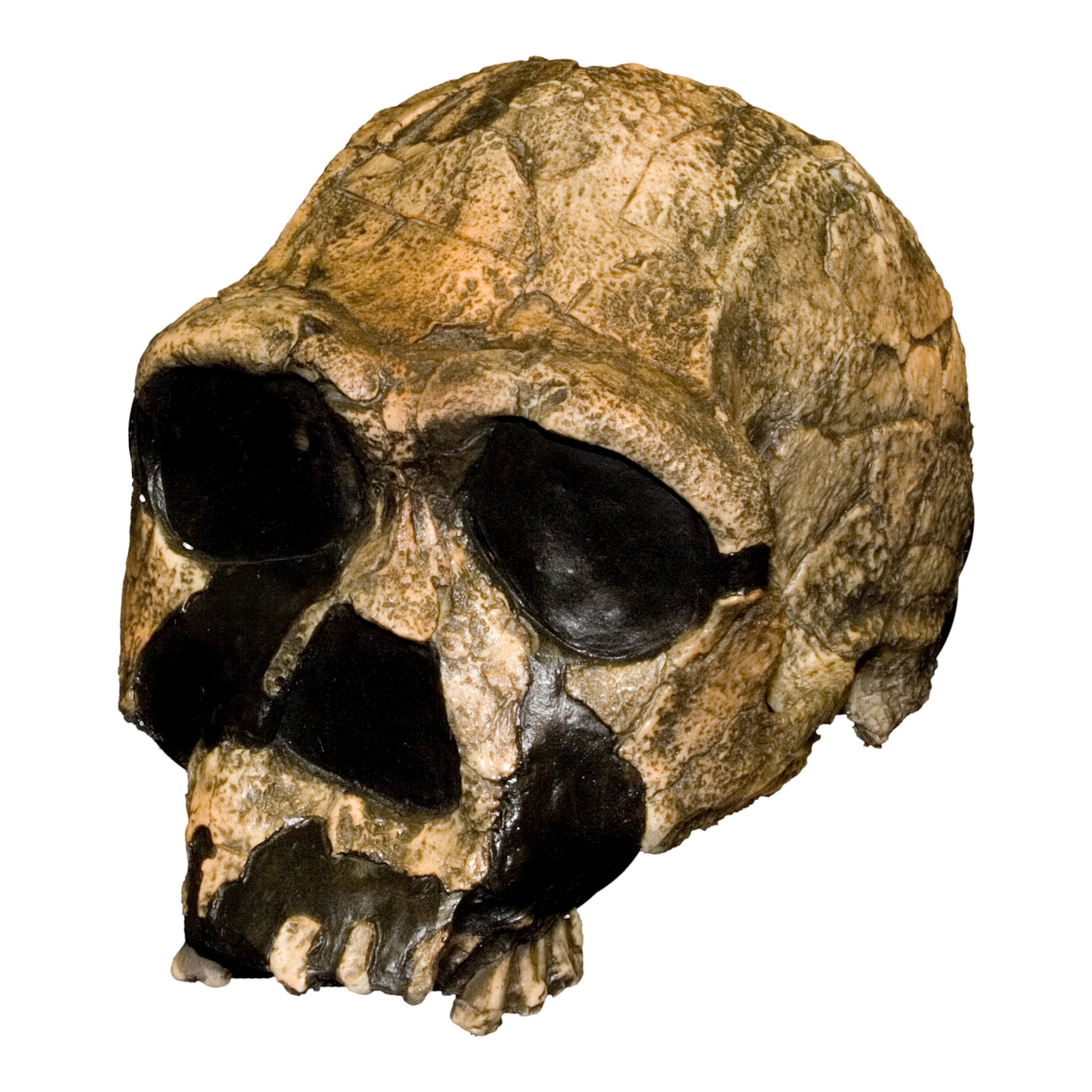 Replica Homo Ergaster KNM ER 3733 Skull For Sale – Skulls Unlimited International, Inc.
