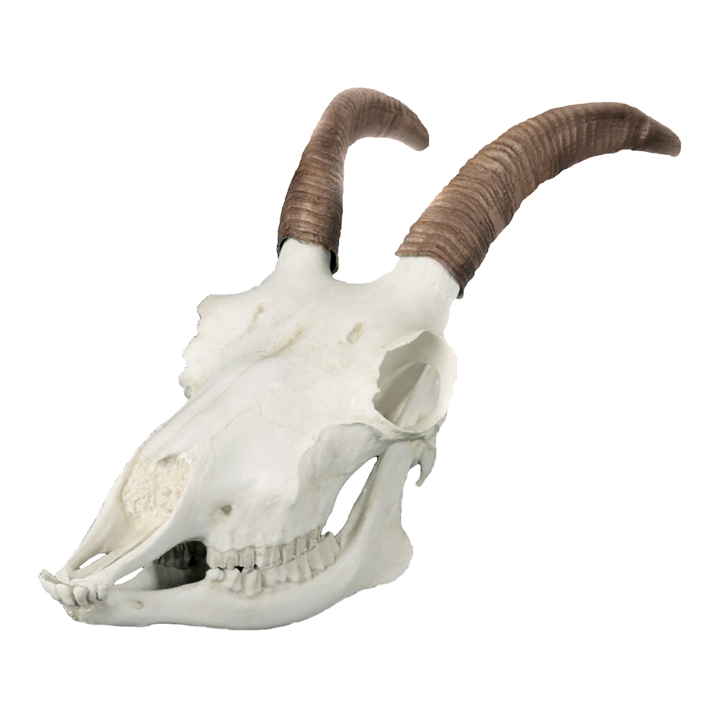 Replica Bighorn Sheep Skull (Female) For Sale Skulls Unlimited