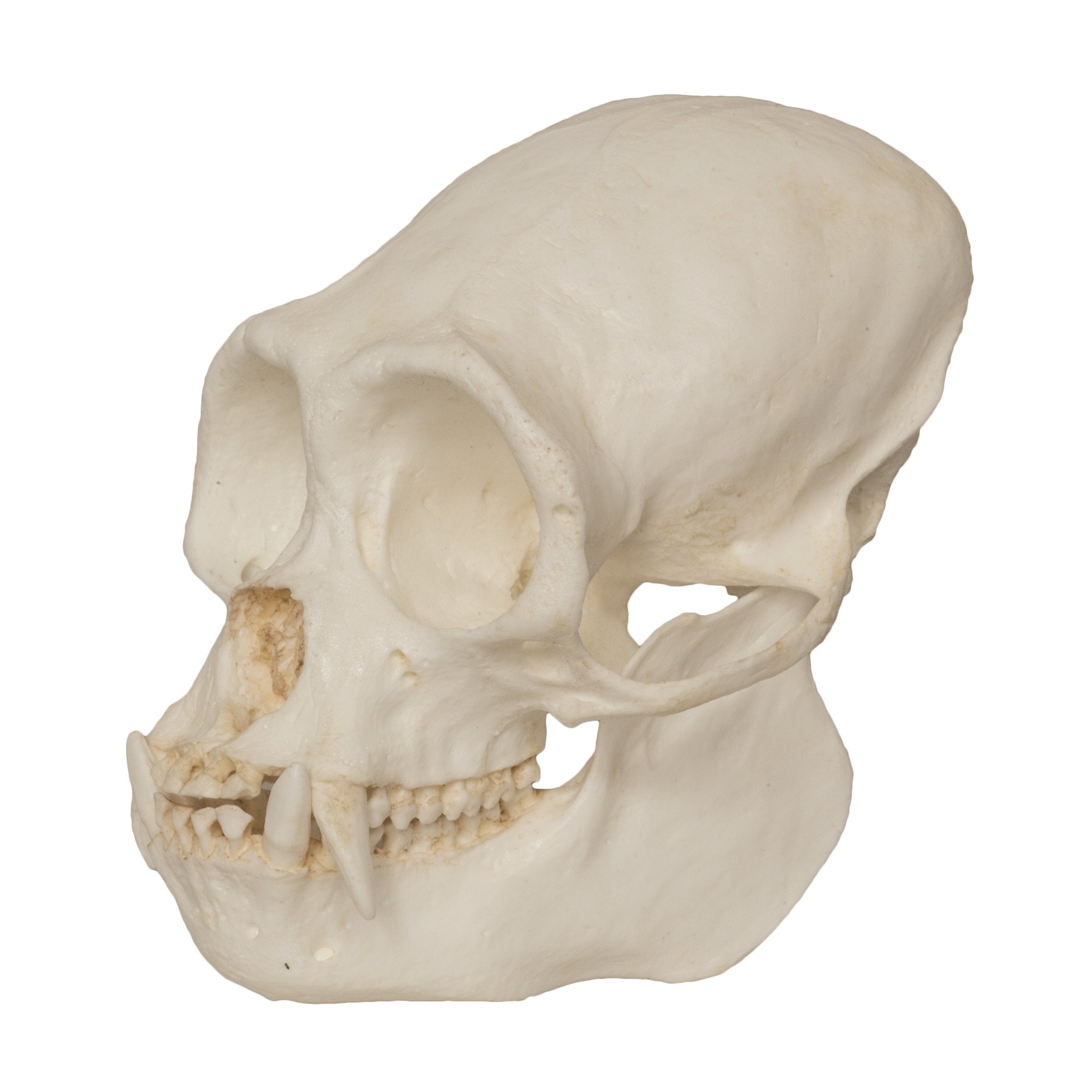 Replica Black Spider Monkey Skull For Sale Skulls Unlimited International Inc replica black spider monkey skull