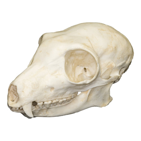 Replica Black Rhinoceros Horns — Skulls Unlimited International, Inc.