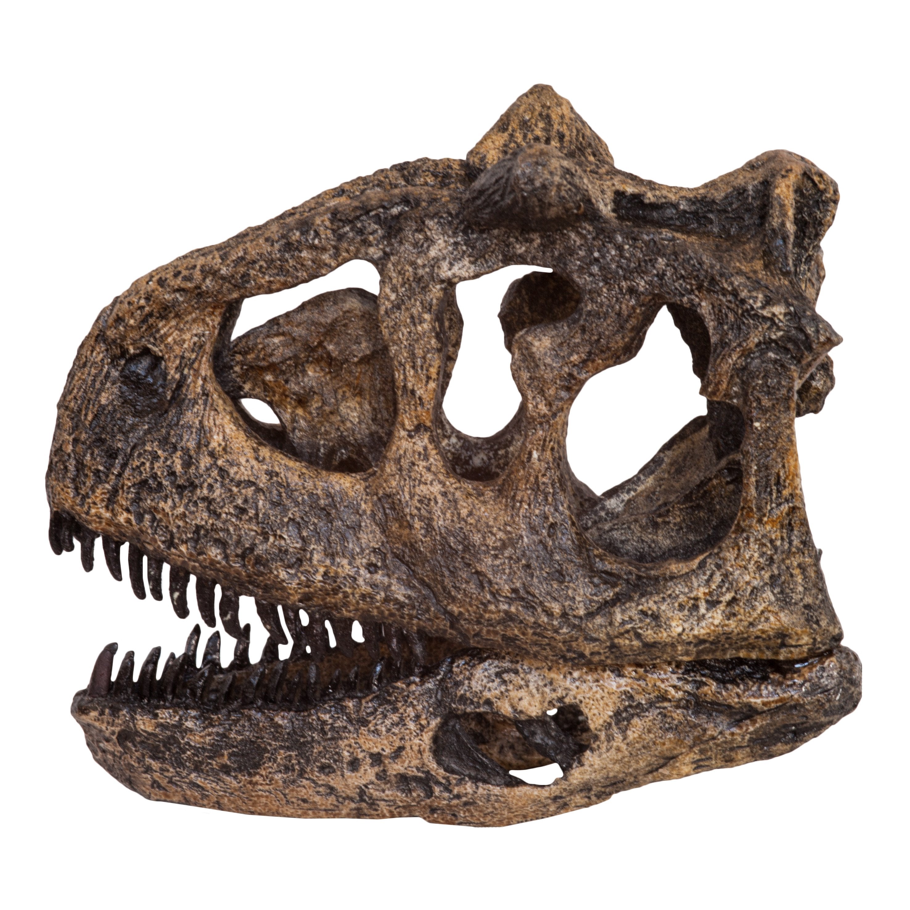 Replica Carnotaurus Dinosaur Skull For Sale – Skulls Unlimited  International, Inc.