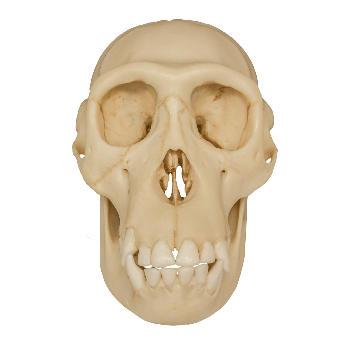 adult chimpanzee vs human skulls