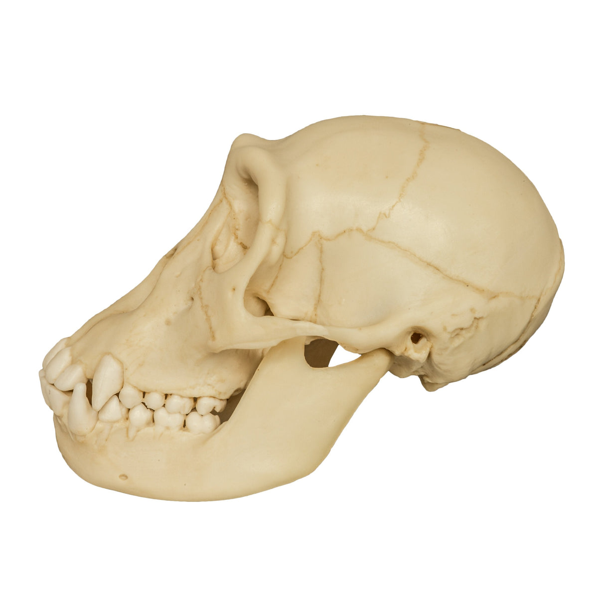 chimpanzee teeth skull