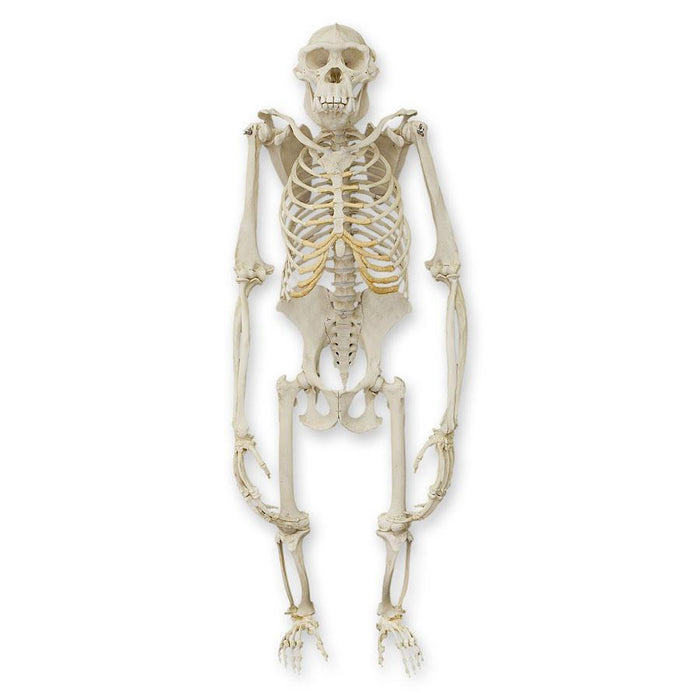 Replica Chimpanzee Skeleton — Skulls Unlimited International, Inc.