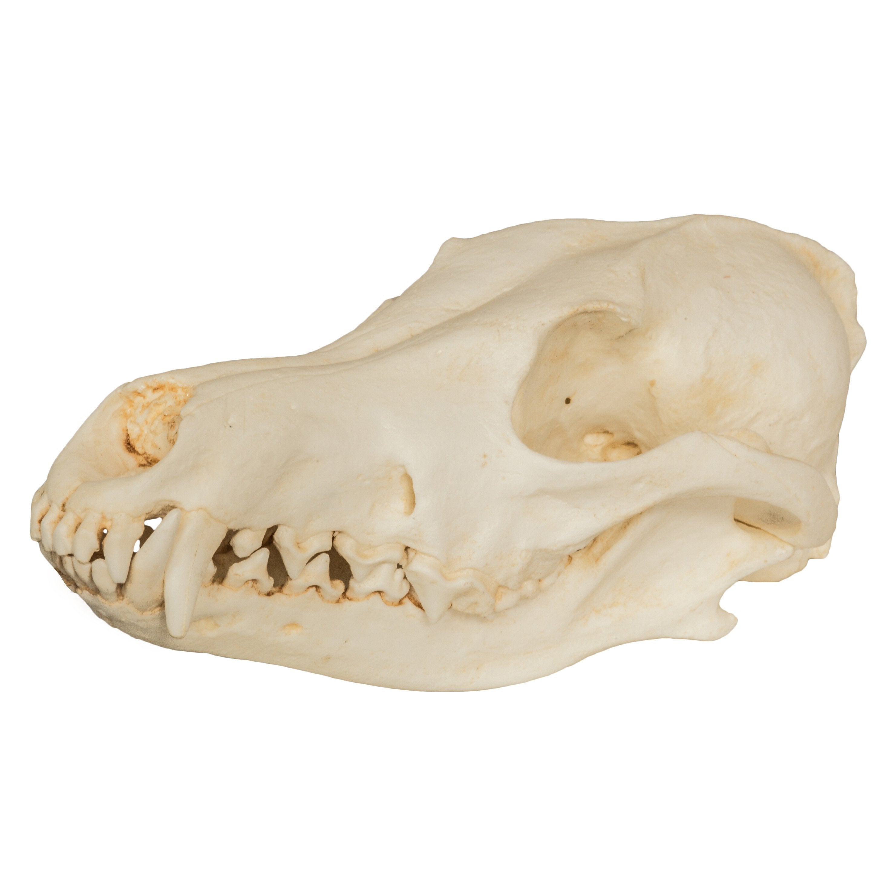 Replica Coyote Skull For Sale – Skulls Unlimited International, Inc.