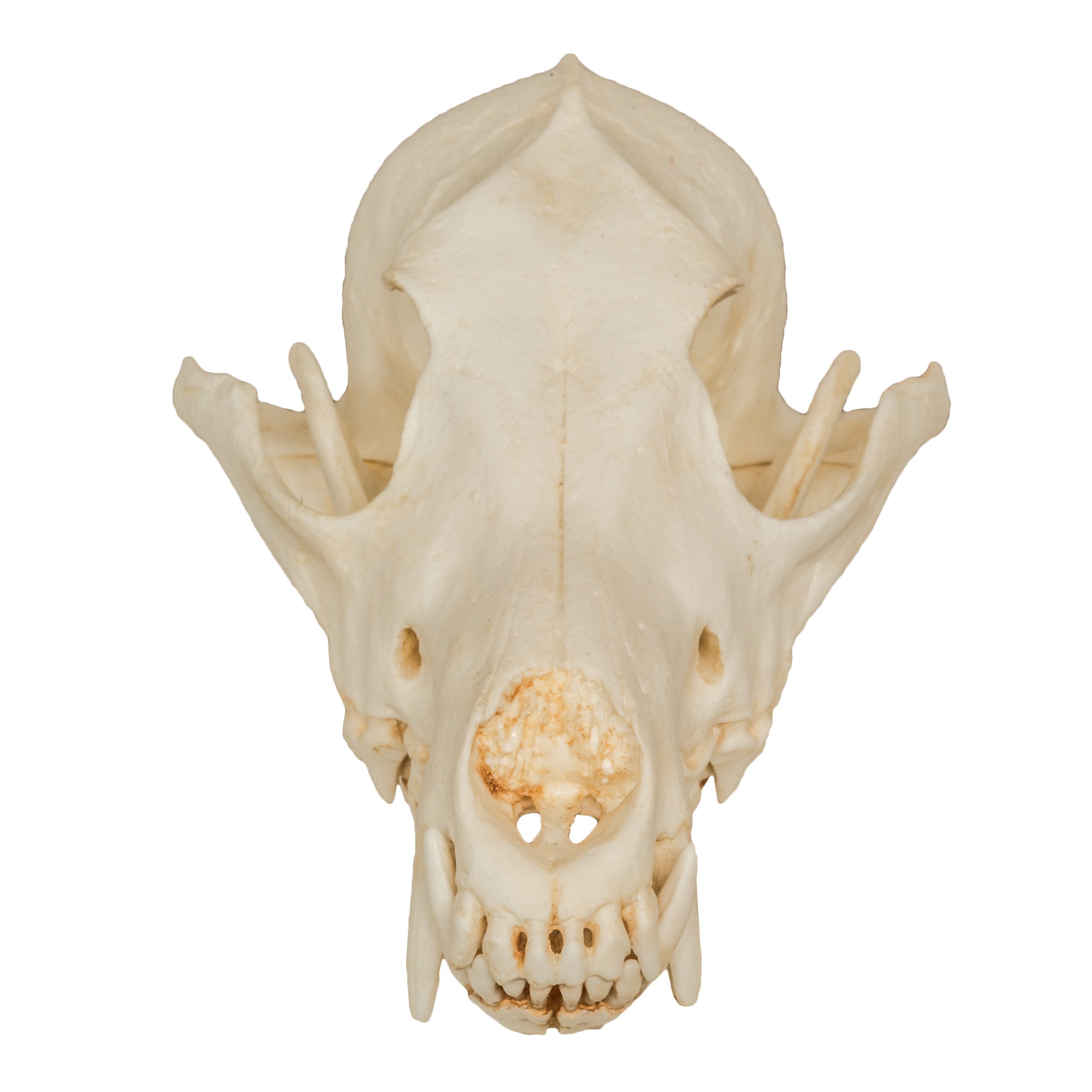 Replica Coyote Skull For Sale – Skulls Unlimited International, Inc.