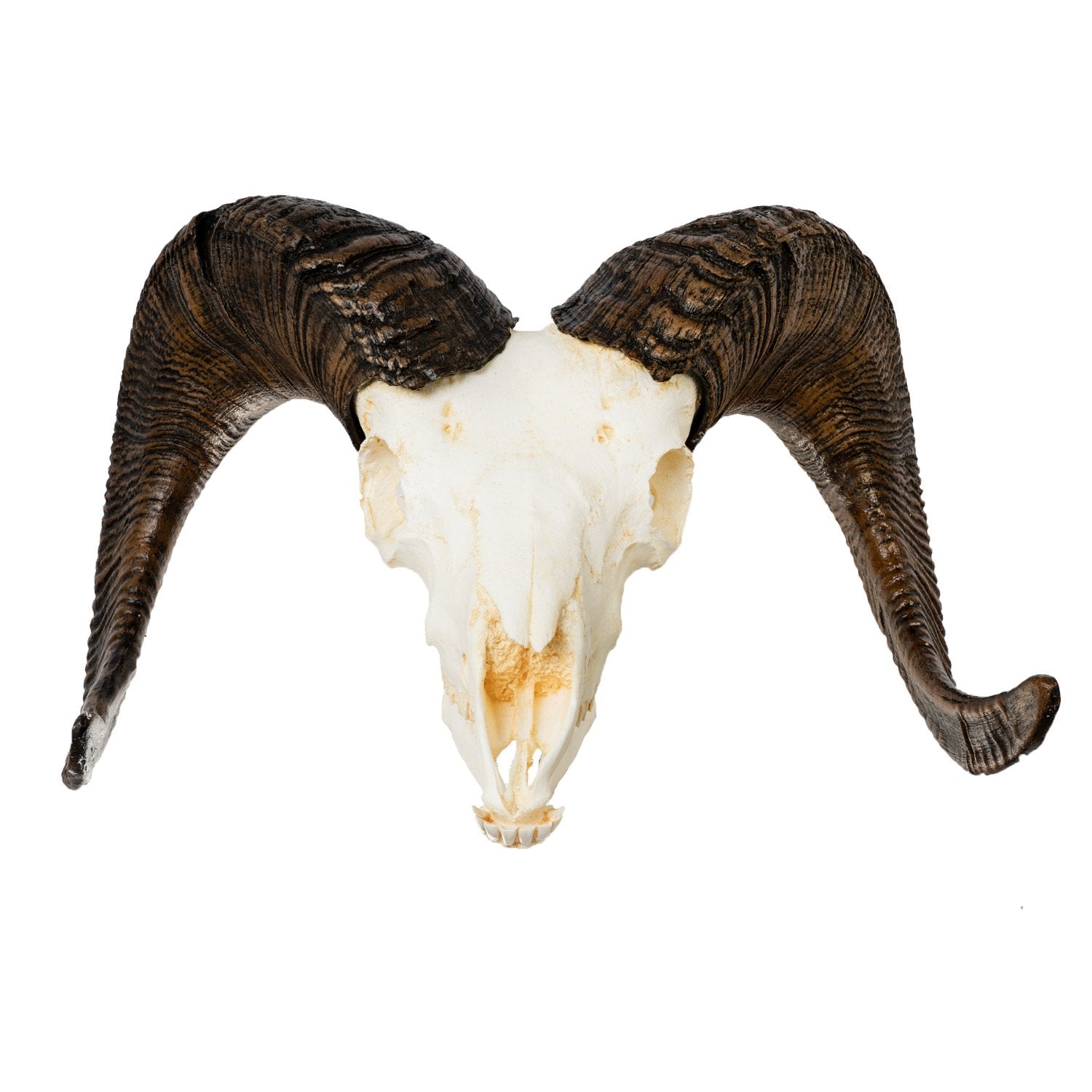 Replica Bighorn Sheep Skull (Male) For Sale Skulls Unlimited