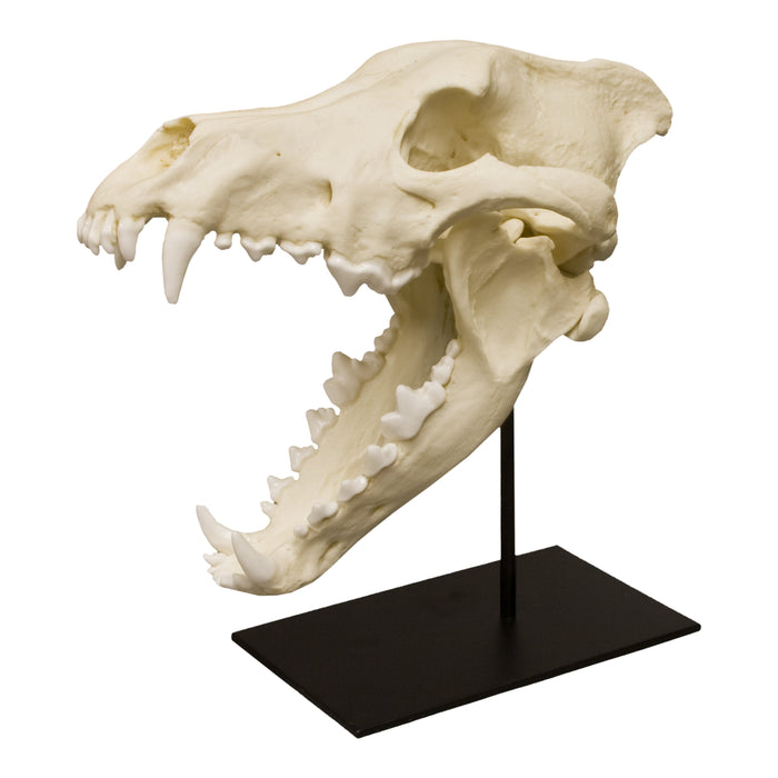 wolf skull measurements