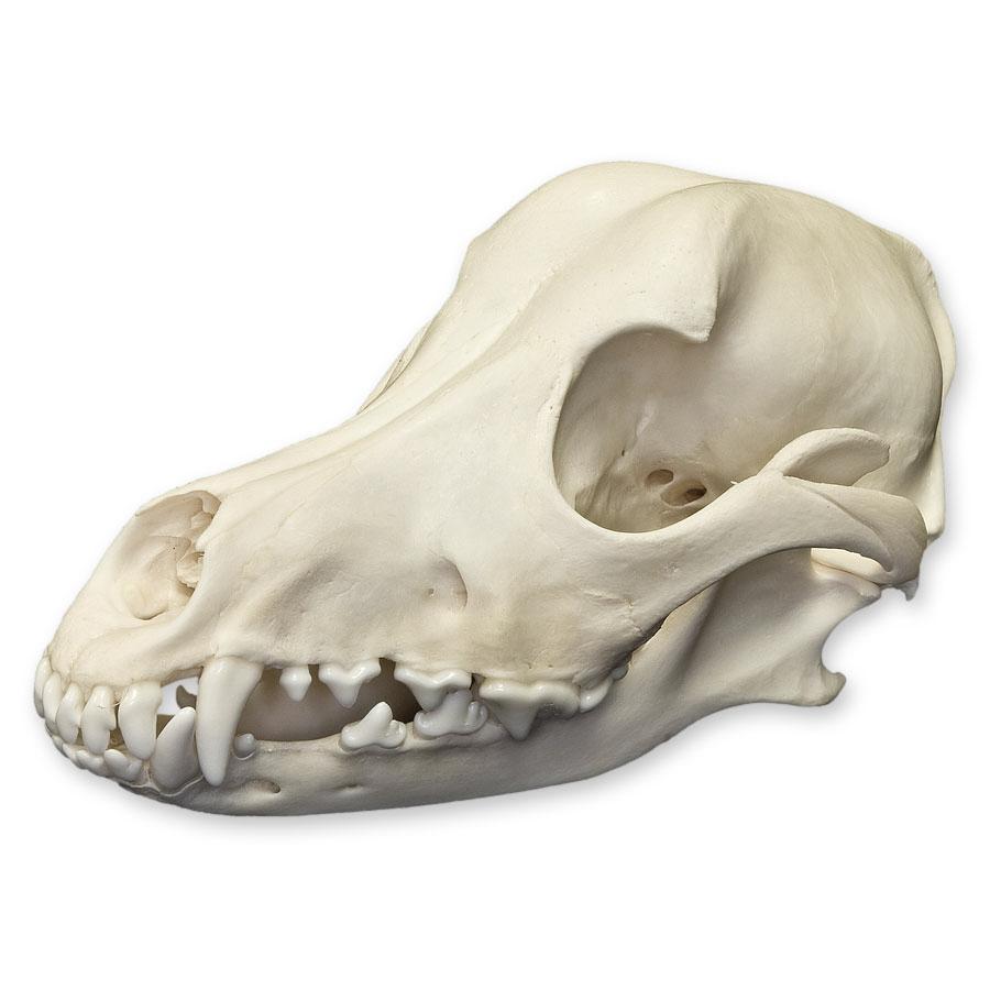 Real Domestic Dog Skull For Sale – Skulls Unlimited International, Inc.