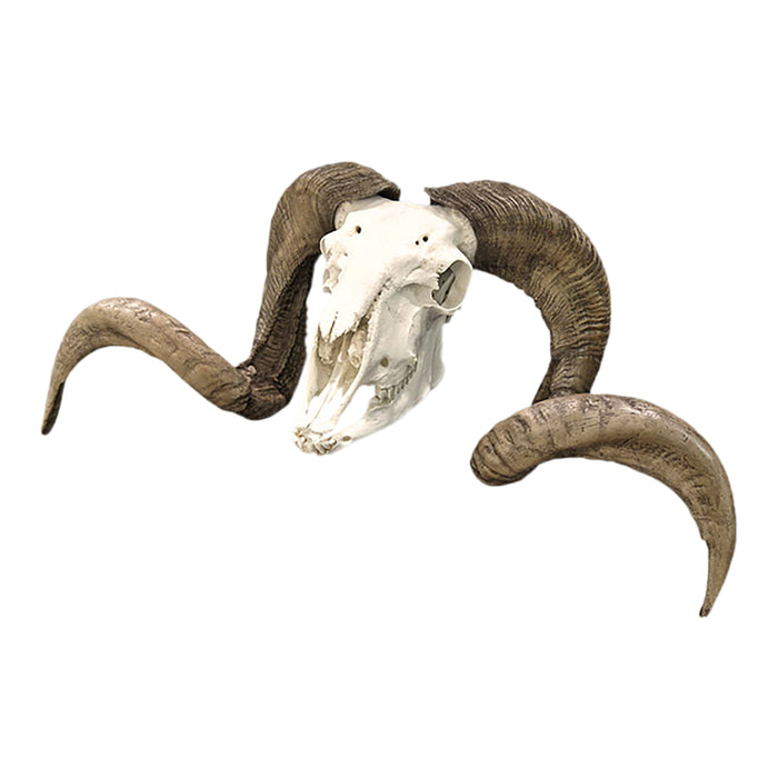 Bighorn Ram Skull Hanging Wild Beast Trophy Wall Décor